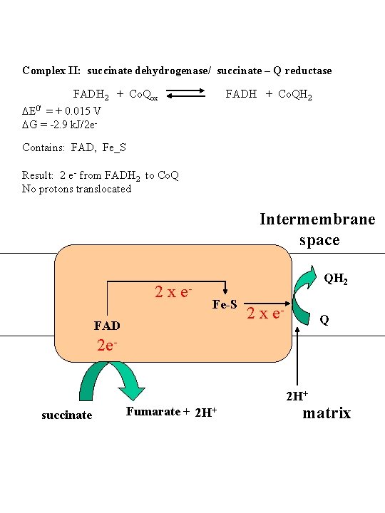 Complex II: succinate dehydrogenase/ succinate – Q reductase FADH 2 + Co. Qox FADH