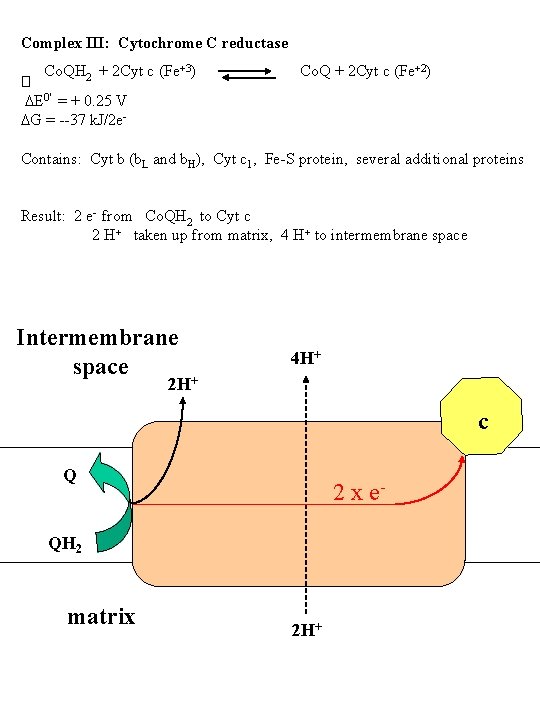 Complex III: Cytochrome C reductase Co. QH 2 + 2 Cyt c (Fe+3) Co.