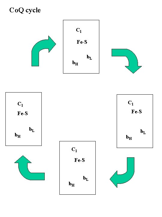 Co. Q cycle C 1 Fe-S b. L b. H C 1 Fe-S b.