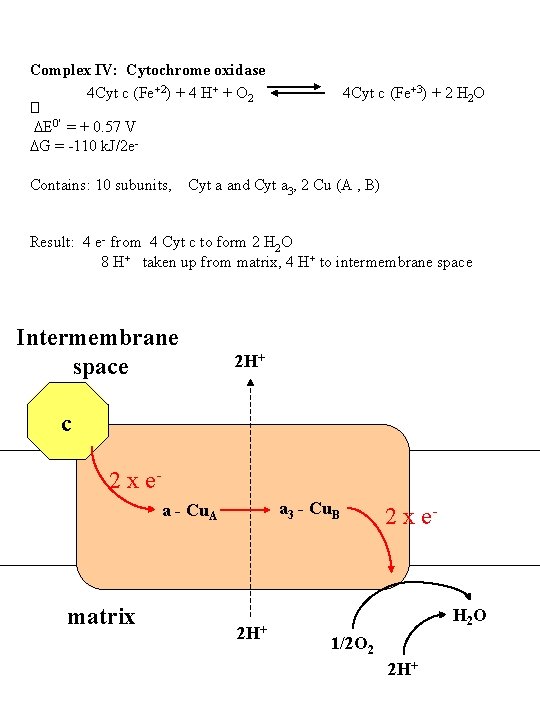 Complex IV: Cytochrome oxidase 4 Cyt c (Fe+2) + 4 H+ + O 2