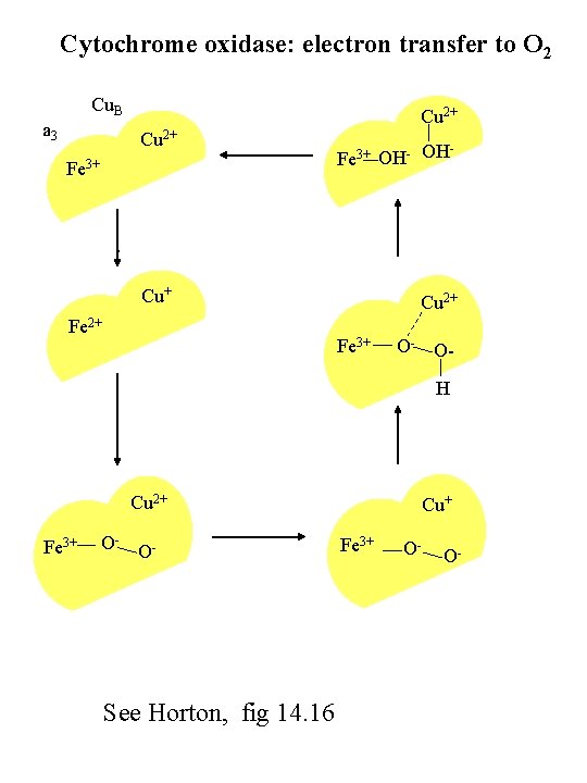 Cytochrome oxidase: electron transfer to O 2 Cu. B a 3 Cu 2+ Fe