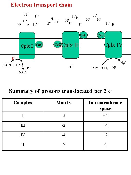 Electron transport chain H+ H+ + H H+ H+ H+ Co. Q H+ H+