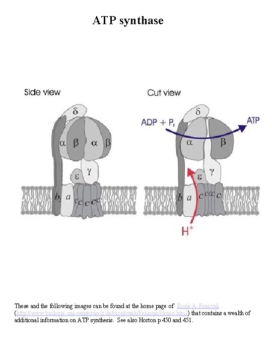 ATP synthase These and the following images can be found at the home page