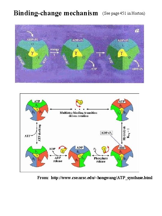 Binding-change mechanism (See page 451 in Horton) From: http: //www. cse. ucsc. edu/~hongwang/ATP_synthase. html