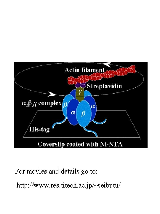 For movies and details go to: http: //www. res. titech. ac. jp/~seibutu/ 