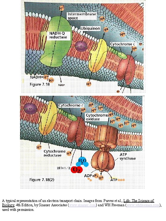 A typical representation of an electron transport chain. Images from Purves et al. ,