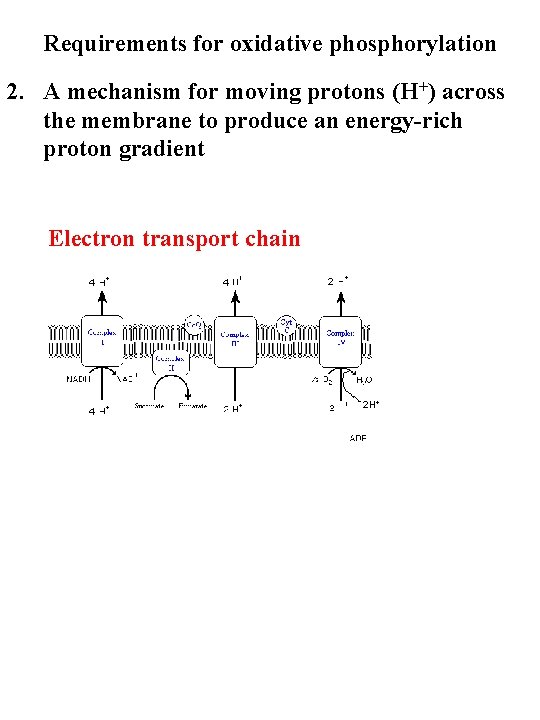 Requirements for oxidative phosphorylation 2. A mechanism for moving protons (H+) across the membrane