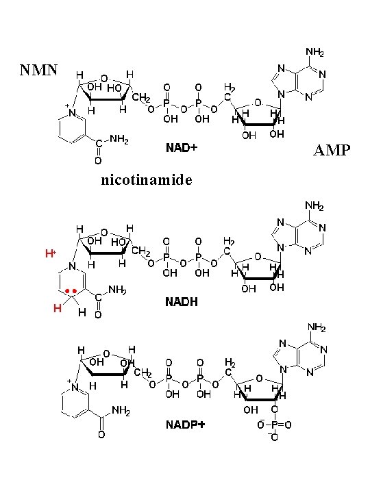 NMN AMP nicotinamide H+ H H 
