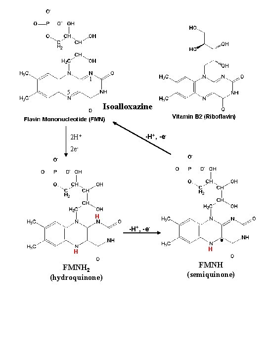 1 5 Isoalloxazine -H+, -e- 2 H+ 2 e- H -H+, -e. H H