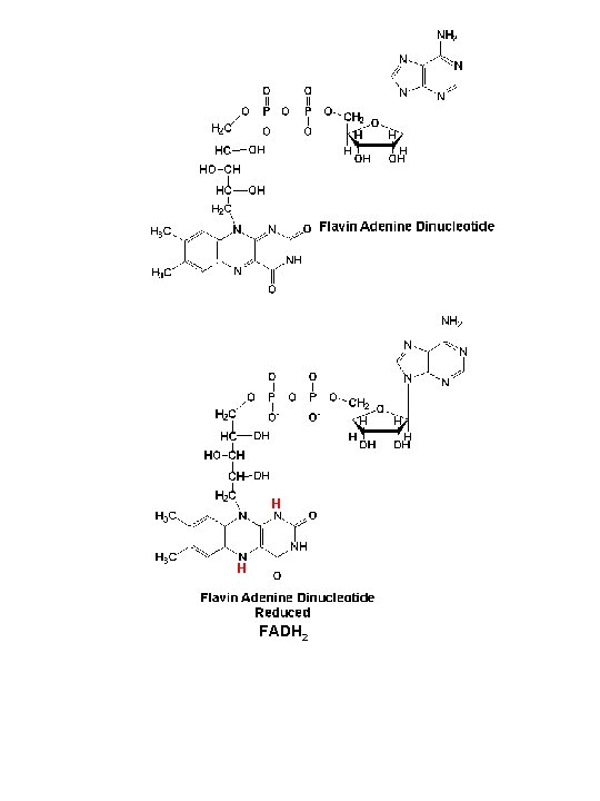 H H FADH 2 