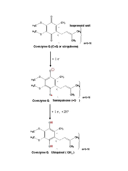 Isoprenoid unit + 1 e- Semiquinone ( Q- ) + 1 e-, +2 H+