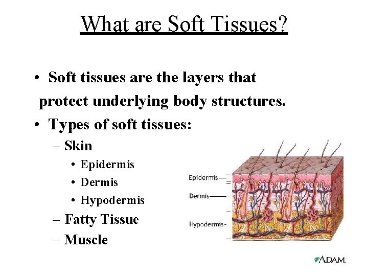 What are Soft Tissues? • Soft tissues are the layers that protect underlying body