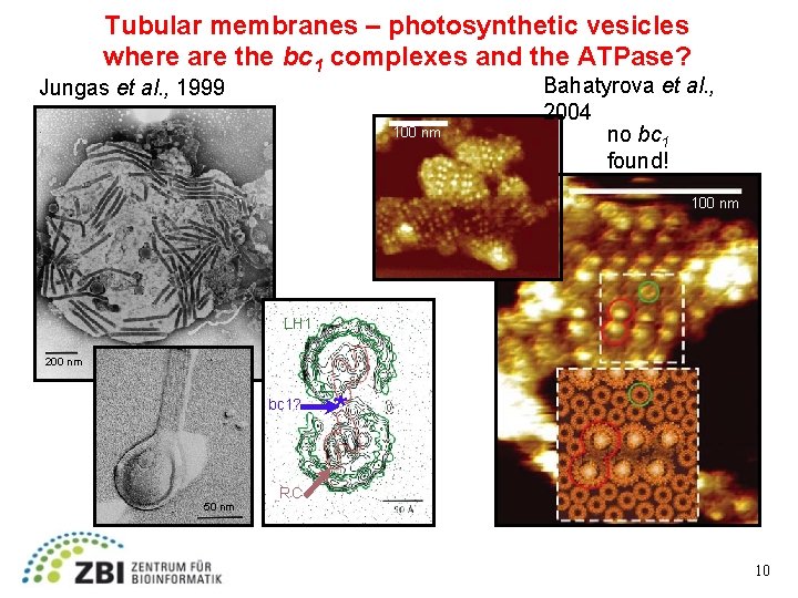 Tubular membranes – photosynthetic vesicles where are the bc 1 complexes and the ATPase?