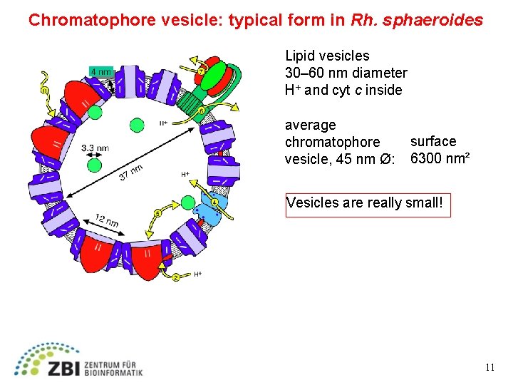 Chromatophore vesicle: typical form in Rh. sphaeroides Lipid vesicles 30– 60 nm diameter H+