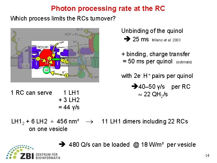 Photon processing rate at the RC Which process limits the RCs turnover? Unbinding of