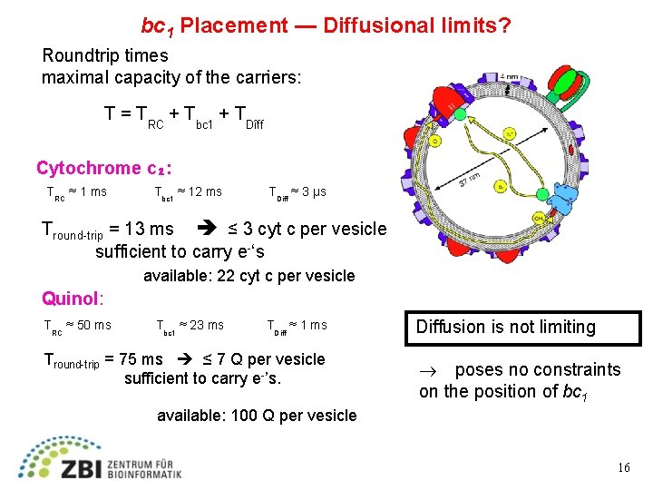 bc 1 Placement — Diffusional limits? Roundtrip times maximal capacity of the carriers: T