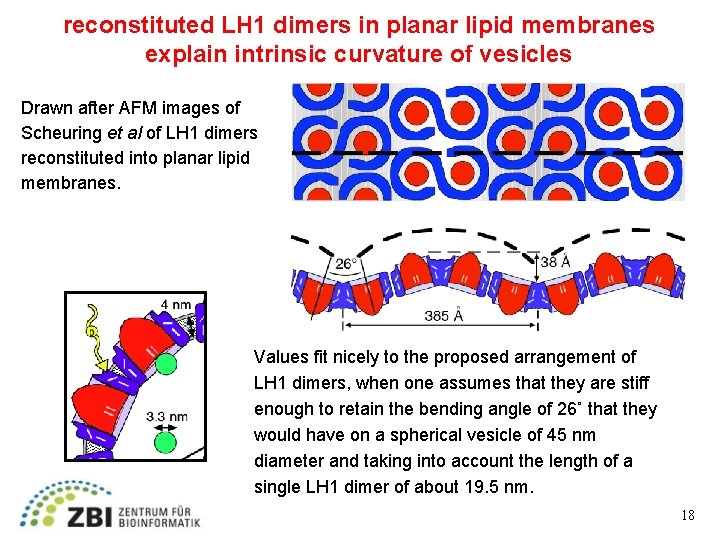 reconstituted LH 1 dimers in planar lipid membranes explain intrinsic curvature of vesicles Drawn