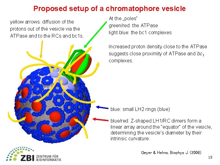 Proposed setup of a chromatophore vesicle yellow arrows: diffusion of the protons out of