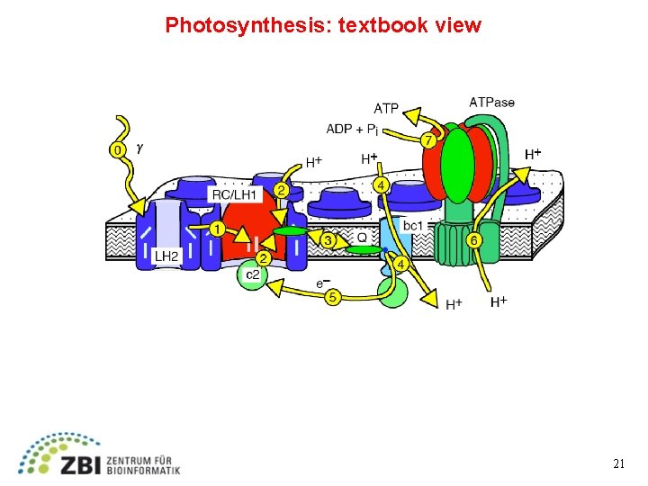 Photosynthesis: textbook view 21 