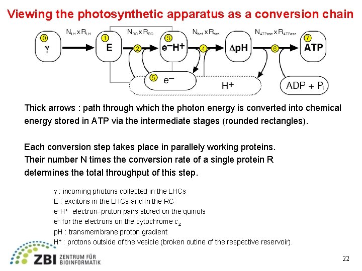 Viewing the photosynthetic apparatus as a conversion chain Thick arrows : path through which