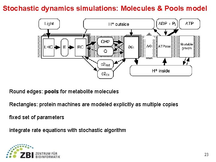 Stochastic dynamics simulations: Molecules & Pools model Round edges: pools for metabolite molecules Rectangles:
