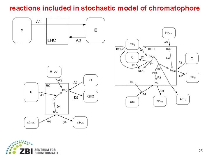 reactions included in stochastic model of chromatophore 28 