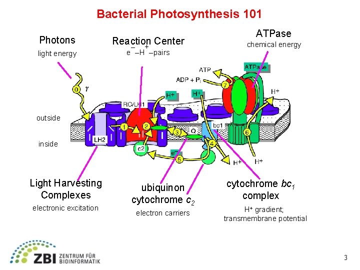 Bacterial Photosynthesis 101 Photons light energy Reaction Center – + e –H –pairs ATPase