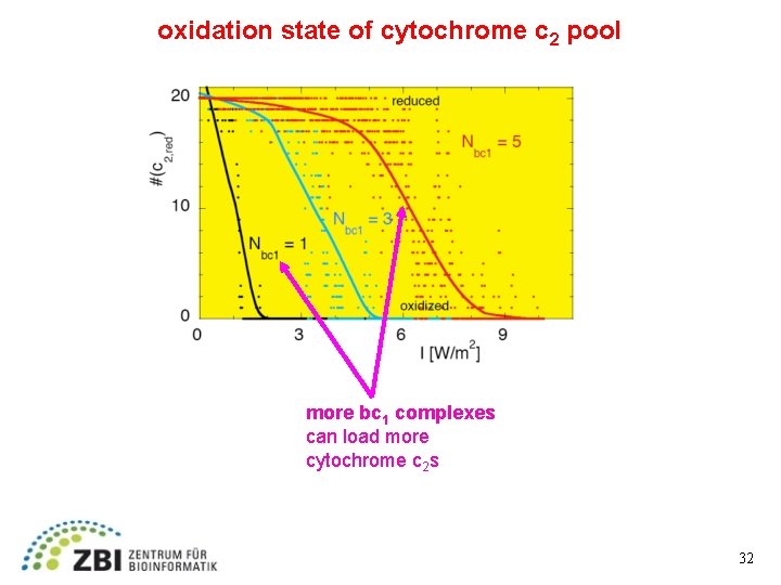 oxidation state of cytochrome c 2 pool more bc 1 complexes can load more