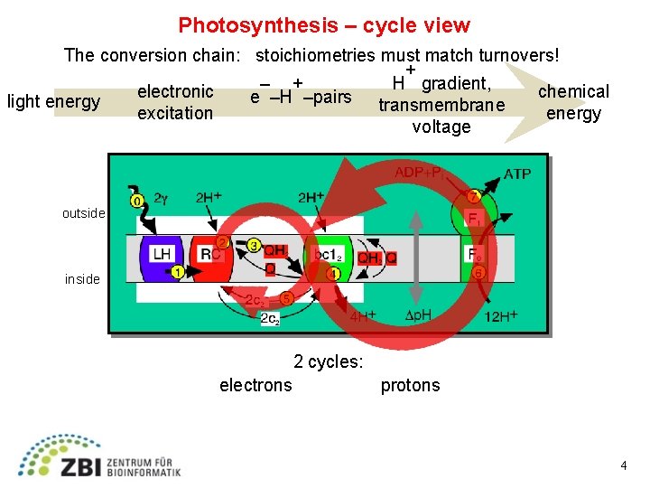 Photosynthesis – cycle view The conversion chain: stoichiometries must match turnovers! + H gradient,