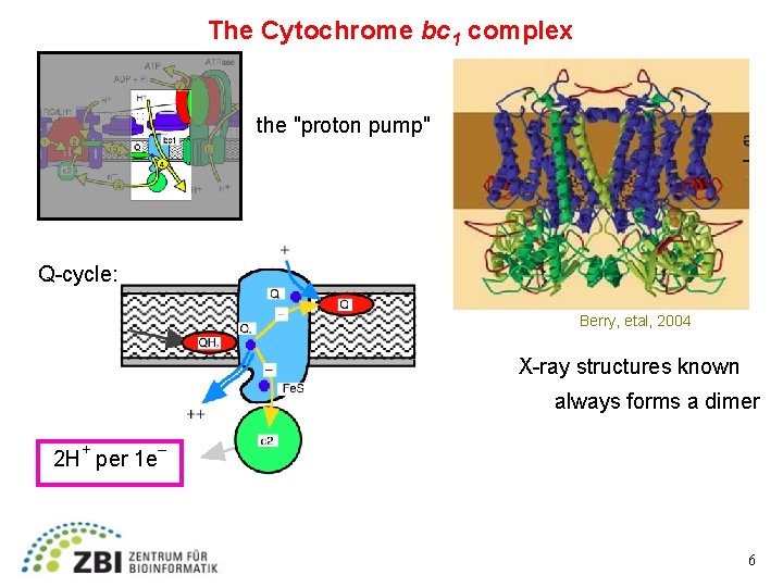 The Cytochrome bc 1 complex the "proton pump" Q-cycle: Berry, etal, 2004 X-ray structures