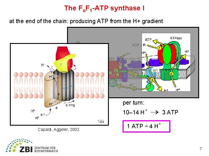 The Fo. F 1 -ATP synthase I at the end of the chain: producing
