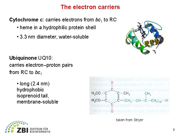 The electron carriers Cytochrome c: carries electrons from bc 1 to RC • heme