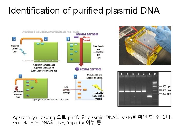 Identification of purified plasmid DNA Agarose gel loading 으로 purify 한 plasmid DNA의 state를