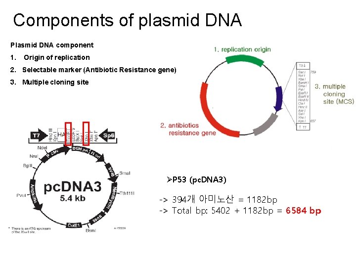 Components of plasmid DNA Plasmid DNA component 1. Origin of replication 2. Selectable marker