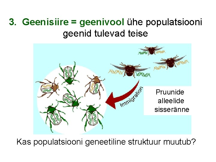 3. Geenisiire = geenivool ühe populatsiooni geenid tulevad teise Pruunide alleelide sisseränne Kas populatsiooni