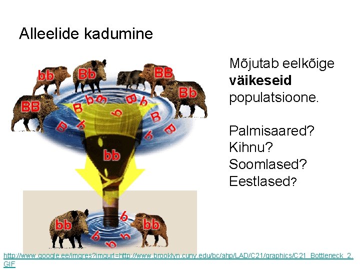 Alleelide kadumine Mõjutab eelkõige väikeseid populatsioone. Palmisaared? Kihnu? Soomlased? Eestlased? http: //www. google. ee/imgres?