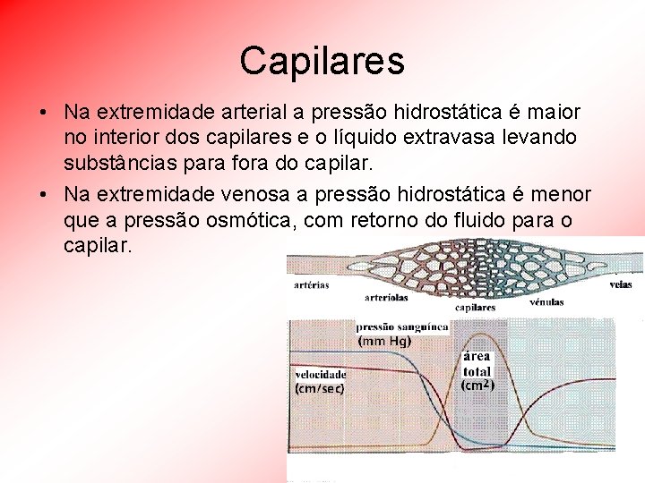Capilares • Na extremidade arterial a pressão hidrostática é maior no interior dos capilares
