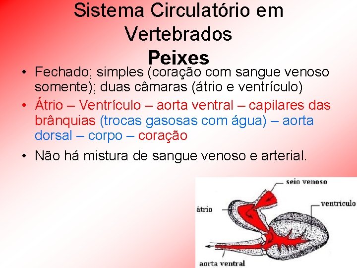 Sistema Circulatório em Vertebrados Peixes • Fechado; simples (coração com sangue venoso somente); duas