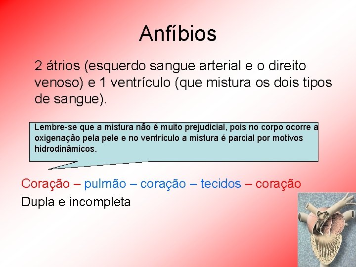 Anfíbios 2 átrios (esquerdo sangue arterial e o direito venoso) e 1 ventrículo (que