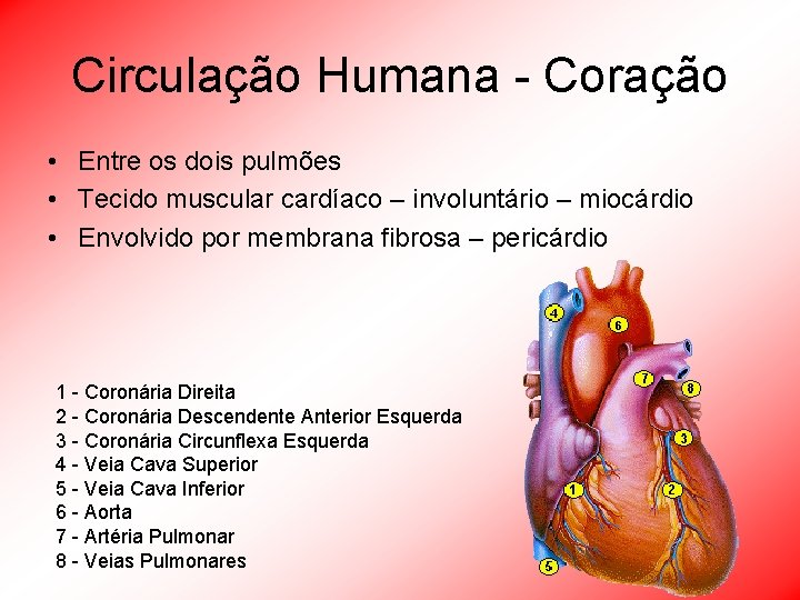 Circulação Humana - Coração • Entre os dois pulmões • Tecido muscular cardíaco –