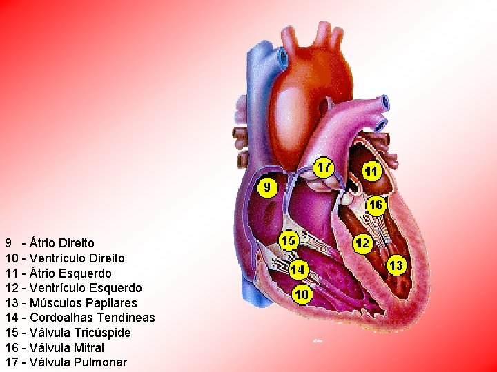 9 - Átrio Direito 10 - Ventrículo Direito 11 - Átrio Esquerdo 12 -