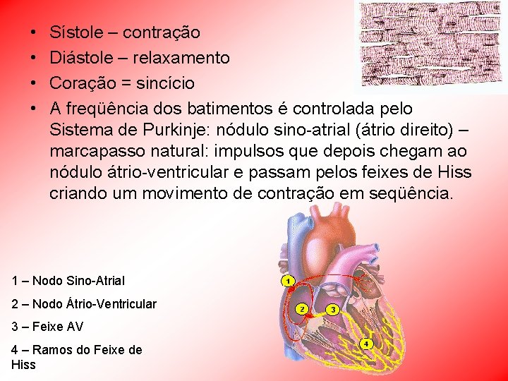  • • Sístole – contração Diástole – relaxamento Coração = sincício A freqüência