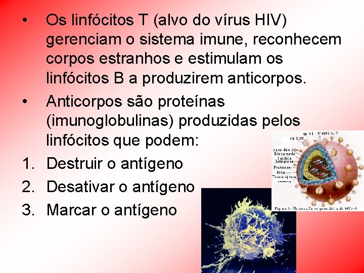  • Os linfócitos T (alvo do vírus HIV) gerenciam o sistema imune, reconhecem