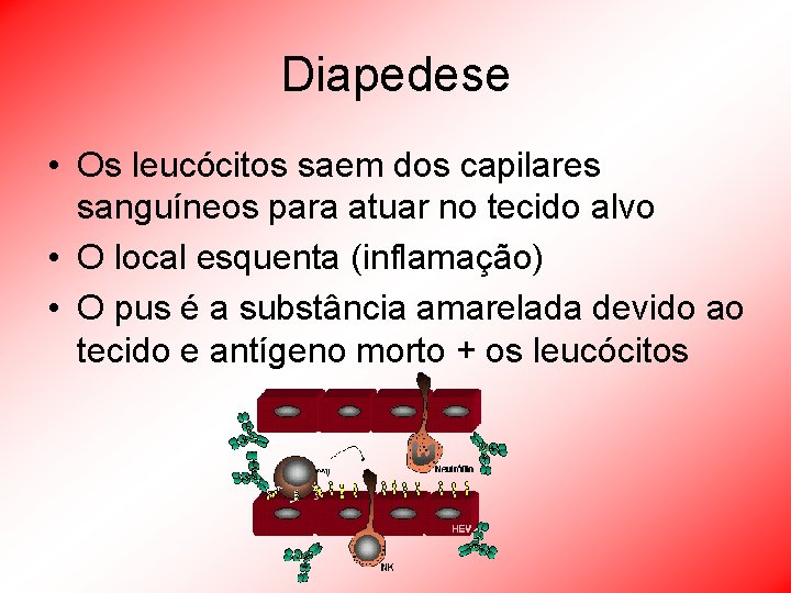 Diapedese • Os leucócitos saem dos capilares sanguíneos para atuar no tecido alvo •