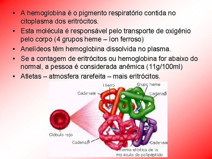  • A hemoglobina é o pigmento respiratório contida no citoplasma dos eritrócitos. •