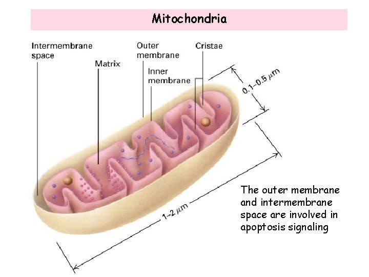 Mitochondria The outer membrane and intermembrane space are involved in apoptosis signaling 