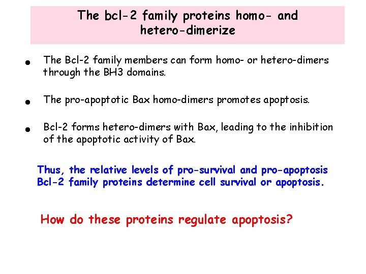 The bcl-2 family proteins homo- and hetero-dimerize • The Bcl-2 family members can form