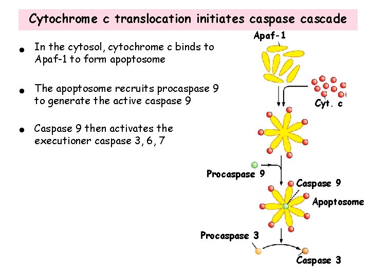 Cytochrome c translocation initiates caspase cascade • In the cytosol, cytochrome c binds to