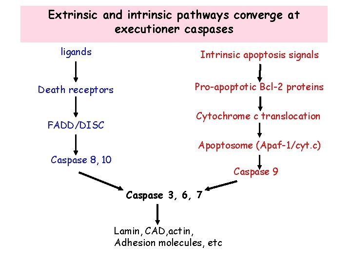 Extrinsic and intrinsic pathways converge at executioner caspases ligands Intrinsic apoptosis signals Death receptors