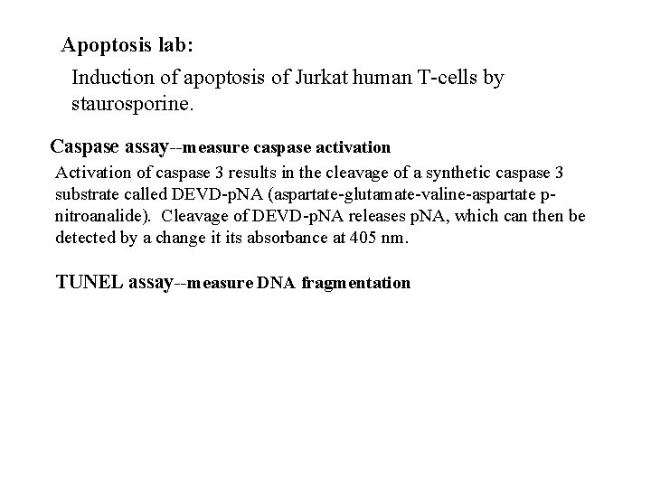 Apoptosis lab: Induction of apoptosis of Jurkat human T-cells by staurosporine. Caspase assay--measure caspase